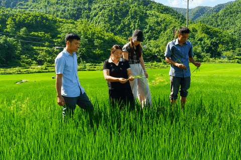 Xã Bum Nưa chủ động chăm sóc, phòng trừ sâu bệnh hại  trên diện tích lúa mùa năm 2026